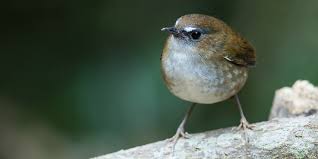 Attēlu rezultāti vaicājumam “Muscicapidae”