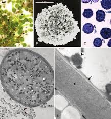Attēlu rezultāti vaicājumam “Homalia trichomanoides sporophyte”