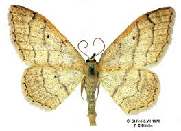 Attēlu rezultāti vaicājumam “Idaea aversata”