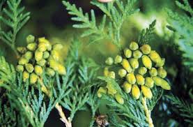 Attēlu rezultāti vaicājumam “Pteropsida”