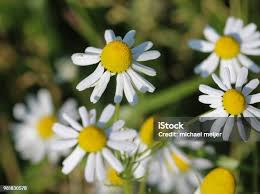 Attēlu rezultāti vaicājumam “Tripleurospermum inodorum flower”