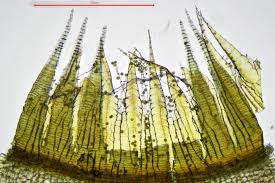 Attēlu rezultāti vaicājumam “Leptodictyum riparium sporophyte”