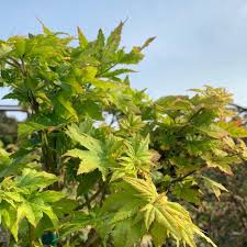Attēlu rezultāti vaicājumam “Acer pseudosieboldianum”