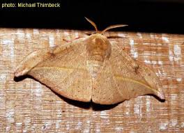 Attēlu rezultāti vaicājumam “Drepanidae”