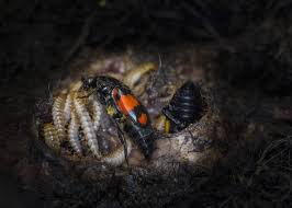 Attēlu rezultāti vaicājumam “Poecilochirus sp.”