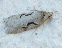 Attēlu rezultāti vaicājumam “Semioscopis steinkellneriana”