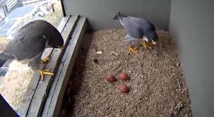 Image result for Woking Phab