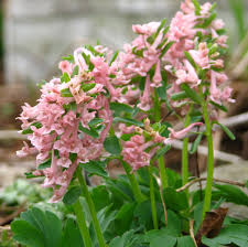 Attēlu rezultāti vaicājumam “Corydalis solida fruit”
