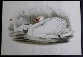 Attēlu rezultāti vaicājumam “Cygnus olor”