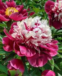 Attēlu rezultāti vaicājumam “Paeoniaceae”