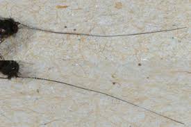 Attēlu rezultāti vaicājumam “Adela cuprella”