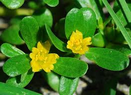 Attēlu rezultāti vaicājumam “Portulaca oleracea flower”
