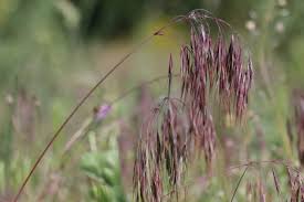 Attēlu rezultāti vaicājumam “Anisantha tectorum”