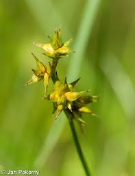 Attēlu rezultāti vaicājumam “Carex echinata”