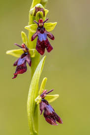 Attēlu rezultāti vaicājumam “Ophrys insectifera leaf”