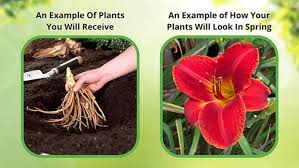 Attēlu rezultāti vaicājumam “Ranunculus repens flower”