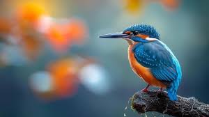 Attēlu rezultāti vaicājumam “Alcedo atthis adult”