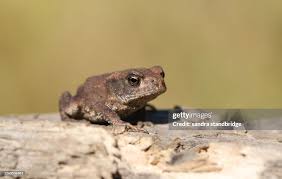 Attēlu rezultāti vaicājumam “Bufo bufo juvenile”
