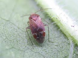 Attēlu rezultāti vaicājumam “Psallus sp.”