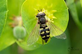 Attēlu rezultāti vaicājumam “Eupeodes corollae”