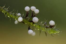 Attēlu rezultāti vaicājumam “Heterotrichia pomiformis (syn. Arcyria pomiformis)”