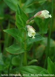 Attēlu rezultāti vaicājumam “Epilobium montanum flower”