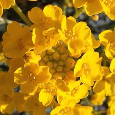 Image result for Alyssum saxatile