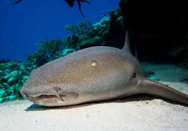 Resultado de imagen para cozumel dive