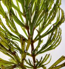 Attēlu rezultāti vaicājumam “Ceratophyllum demersum”