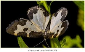 Attēlu rezultāti vaicājumam “Lomaspilis marginata”