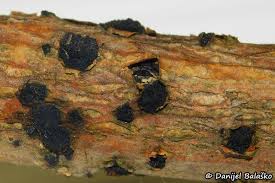 Attēlu rezultāti vaicājumam “Anthostoma decipiens”