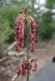 Attēlu rezultāti vaicājumam “Acer negundo female flower”