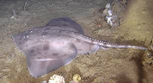 Image result for Amblyraja hyperborea