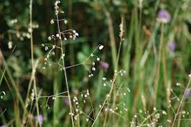 Attēlu rezultāti vaicājumam “Linum catharticum fruit”