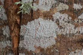 Attēlu rezultāti vaicājumam “Lecanora albella”