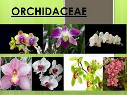 Attēlu rezultāti vaicājumam “Orchidaceae”