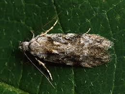 Attēlu rezultāti vaicājumam “Carpatolechia alburnella”