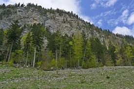 Attēlu rezultāti vaicājumam “Eucosma aspidiscana”