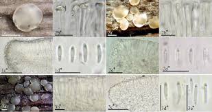Attēlu rezultāti vaicājumam “Orbilia sp.”