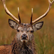 Attēlu rezultāti vaicājumam “Cervus elaphus”