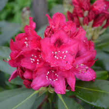 Attēlu rezultāti vaicājumam “rhododendron”