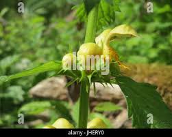 Attēlu rezultāti vaicājumam “Lamiastrum galeobdolon bud”