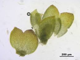 Attēlu rezultāti vaicājumam “Anastrophyllum minutum”