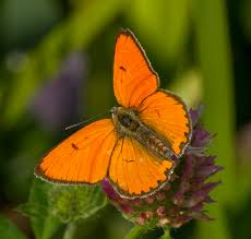 Attēlu rezultāti vaicājumam “Lycaena dispar underside”