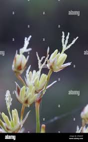 Attēlu rezultāti vaicājumam “Luzula pilosa bud”