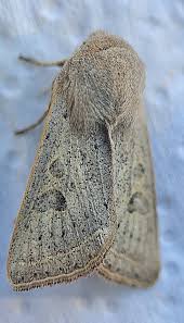 Attēlu rezultāti vaicājumam “Orthosia gracilis”