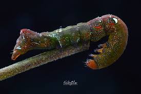 Attēlu rezultāti vaicājumam “Agrochola helvola imago”