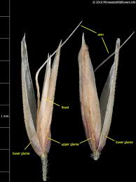 Attēlu rezultāti vaicājumam “Calamagrostis purpurea flower”