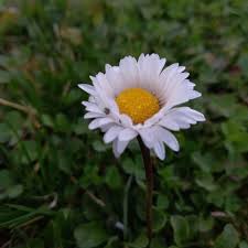 Image result for Bellis perennis