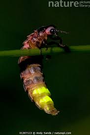 Attēlu rezultāti vaicājumam “Lampyris noctiluca”